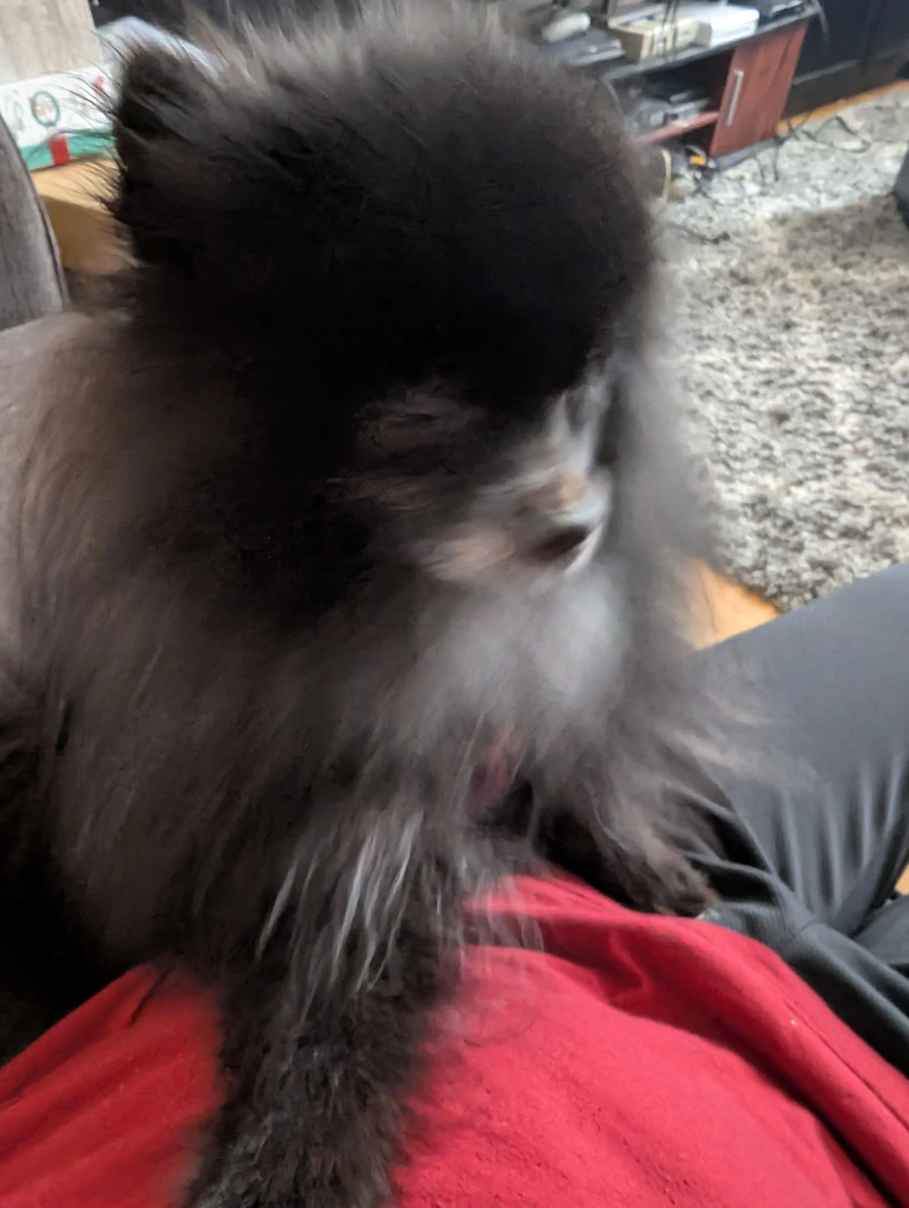 MY STUPID FUCKING DOG