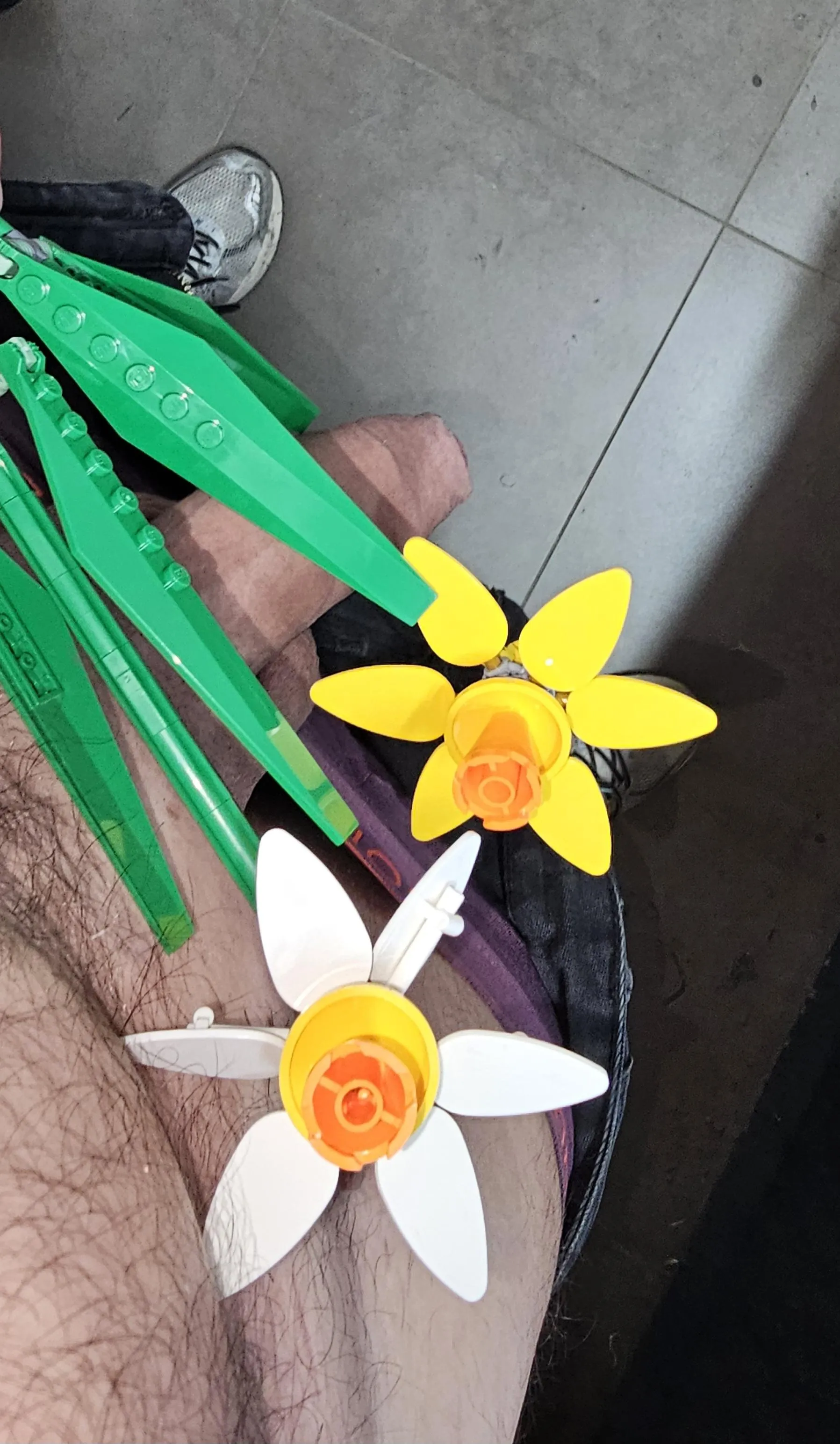 Daffodils (40646) to brighten up the day.