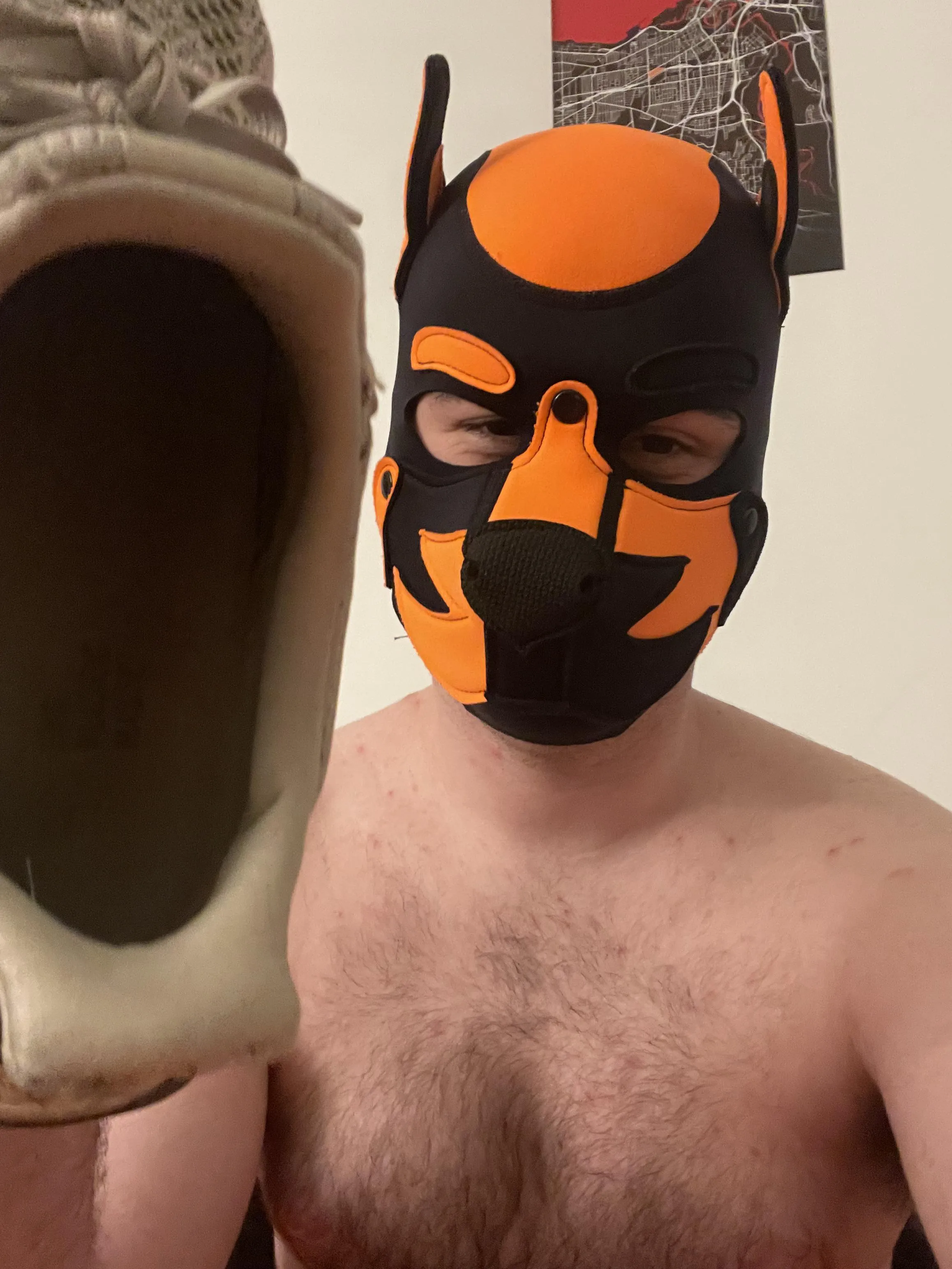 Alpha got new shoes over the weekend, but now what to do with the old ones….how about you stick your muzzle in them pup 😈