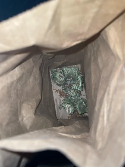 Collected some datura seeds. Can anyone experienced tell me if it’s worth it?