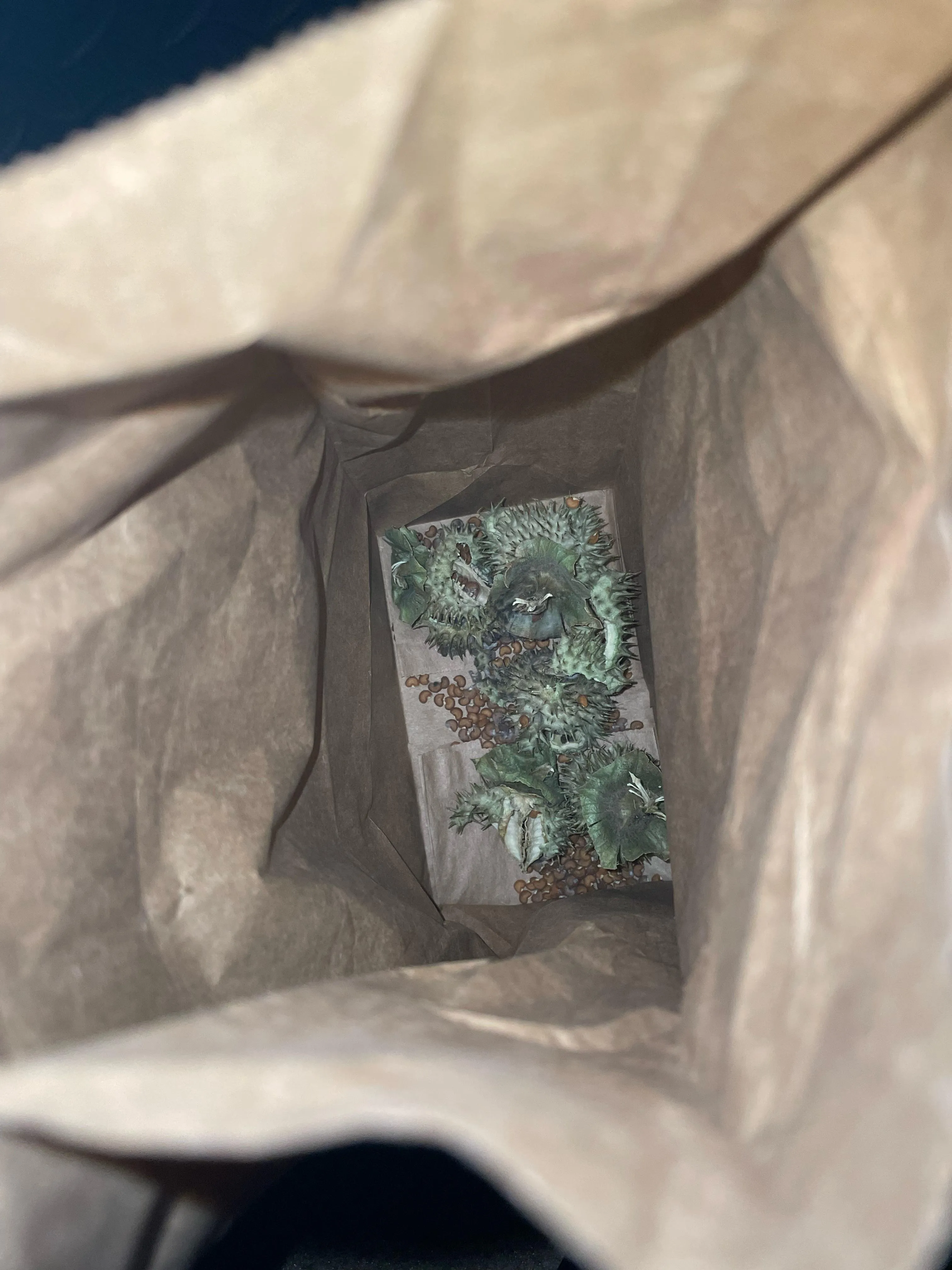 Collected some datura seeds. Can anyone experienced tell me if it’s worth it?