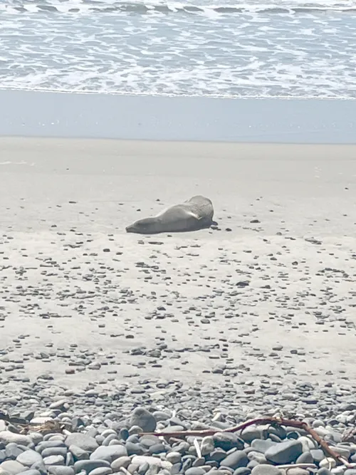 Even the seals are enjoying the beach in the nude!