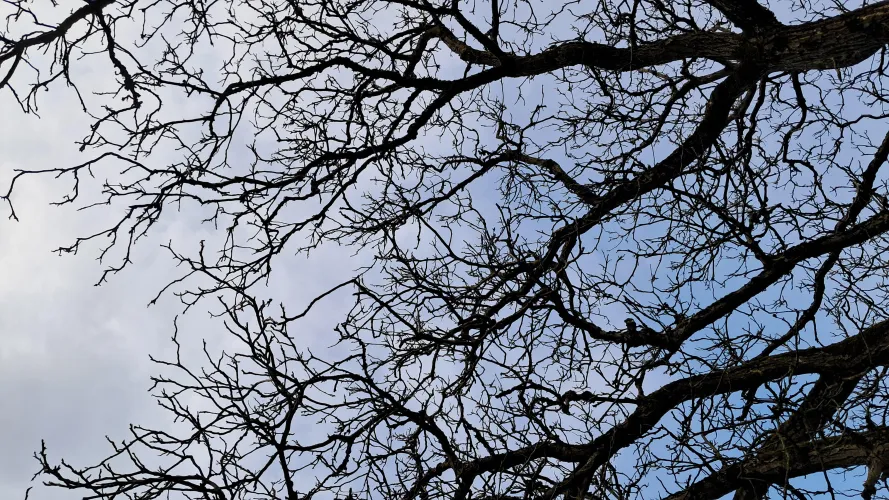 Fractals are everywhere