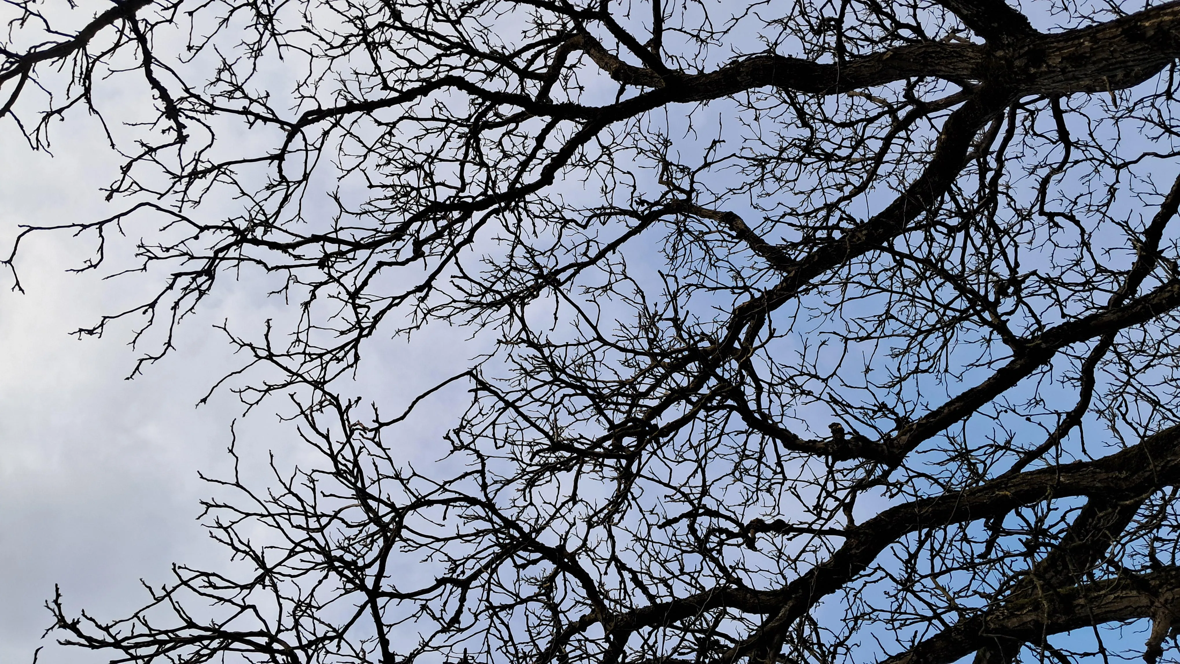 Fractals are everywhere