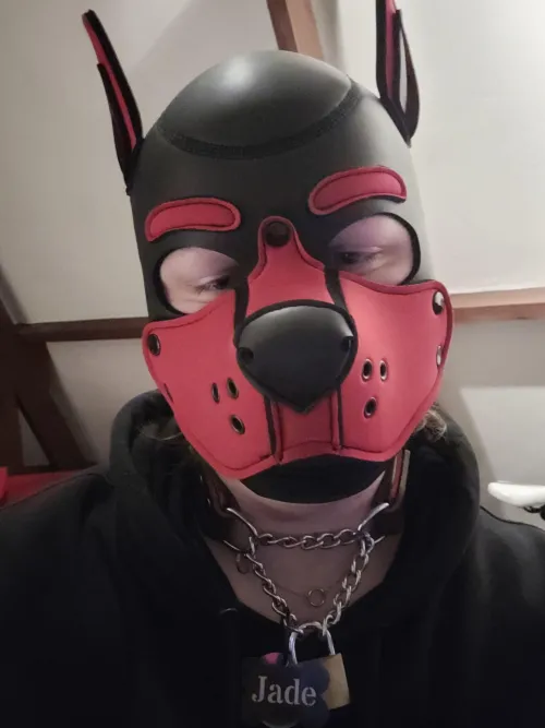 My handler locked my new collar on me😊 couldn't be happier!!