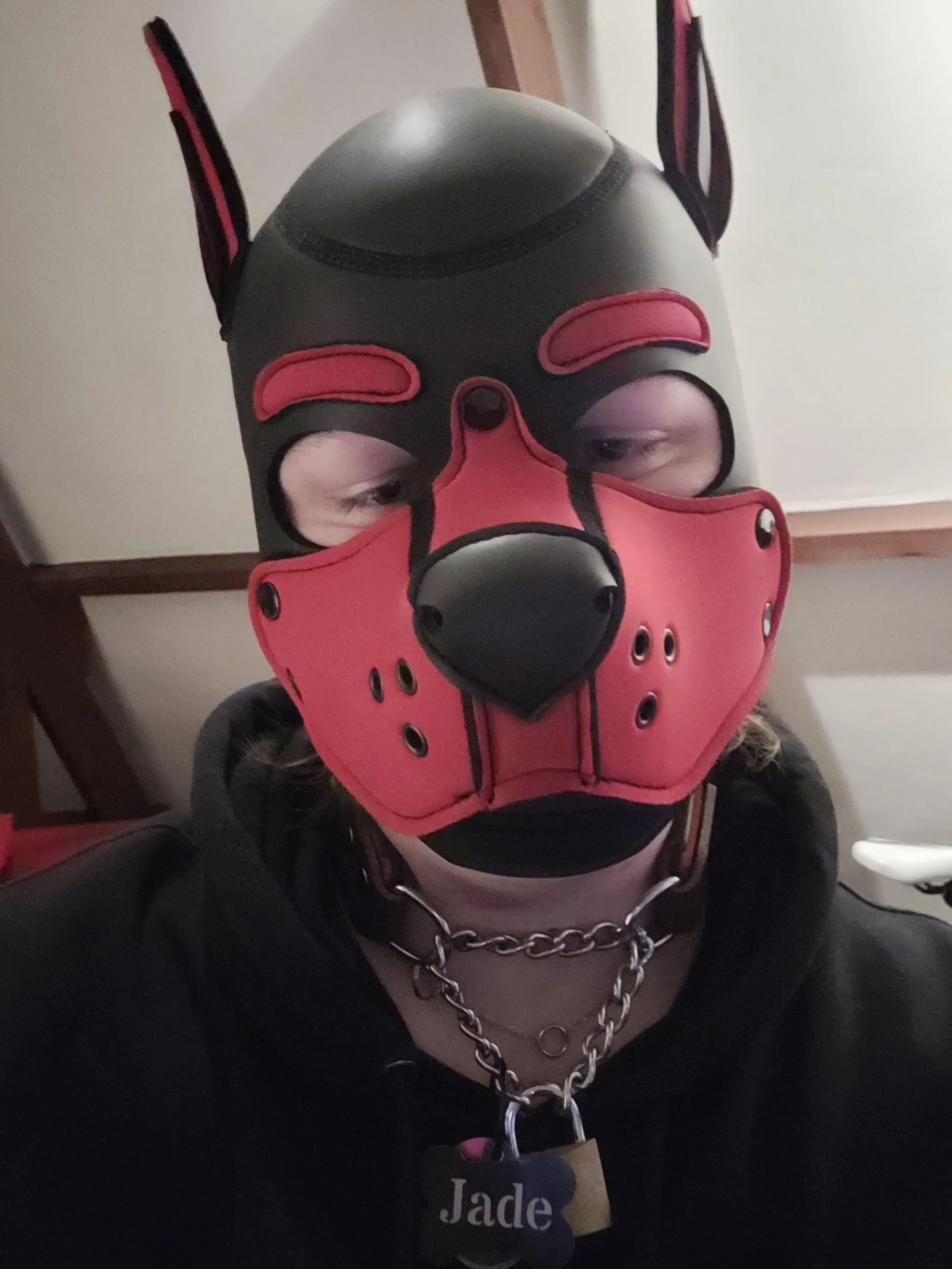 My handler locked my new collar on me😊 couldn't be happier!!