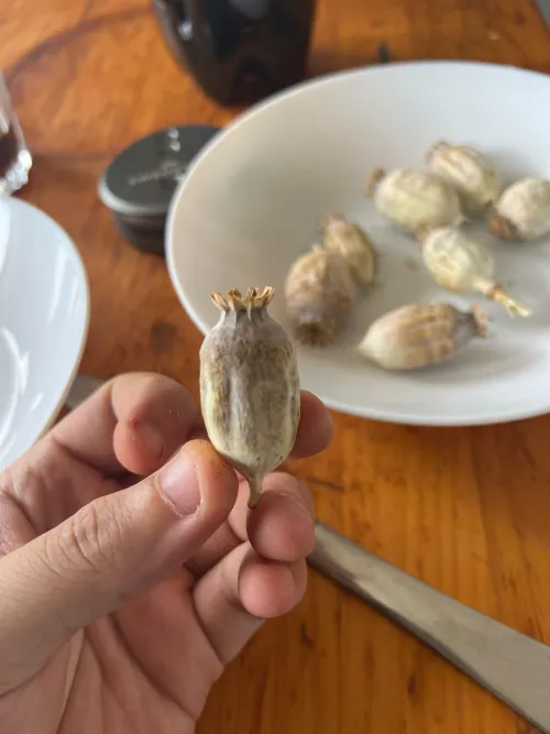 Are these the right poppies?