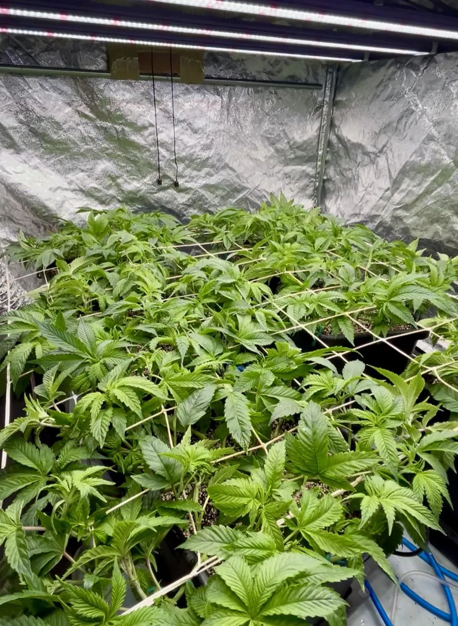 Nærmer seg flipp 🤩🥳