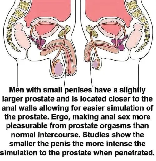 Evolution at work being penetrated slowly becoming easier and more pleasurable for whitebois