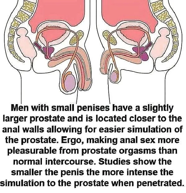 Evolution at work being penetrated slowly becoming easier and more pleasurable for whitebois