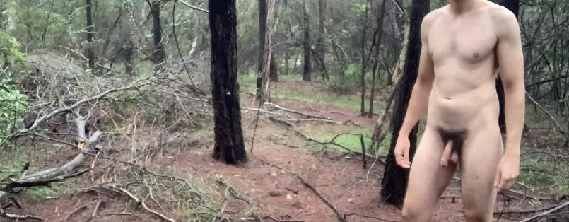 In a pine forest