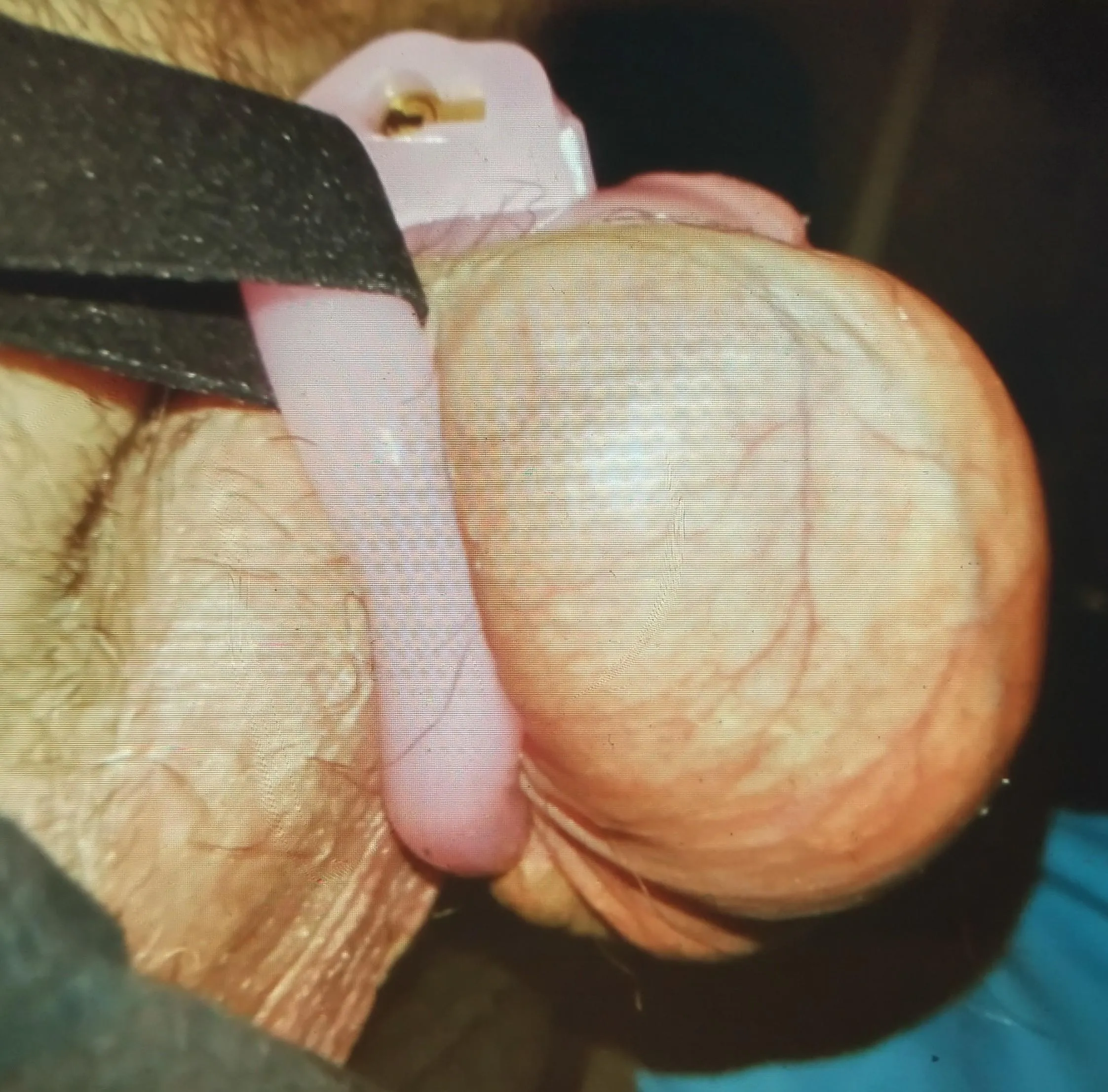 Middle of the night hardon