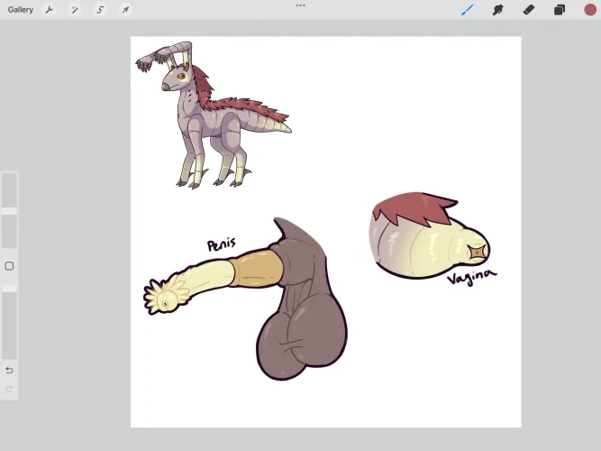 Genitalia of the Nu’khir