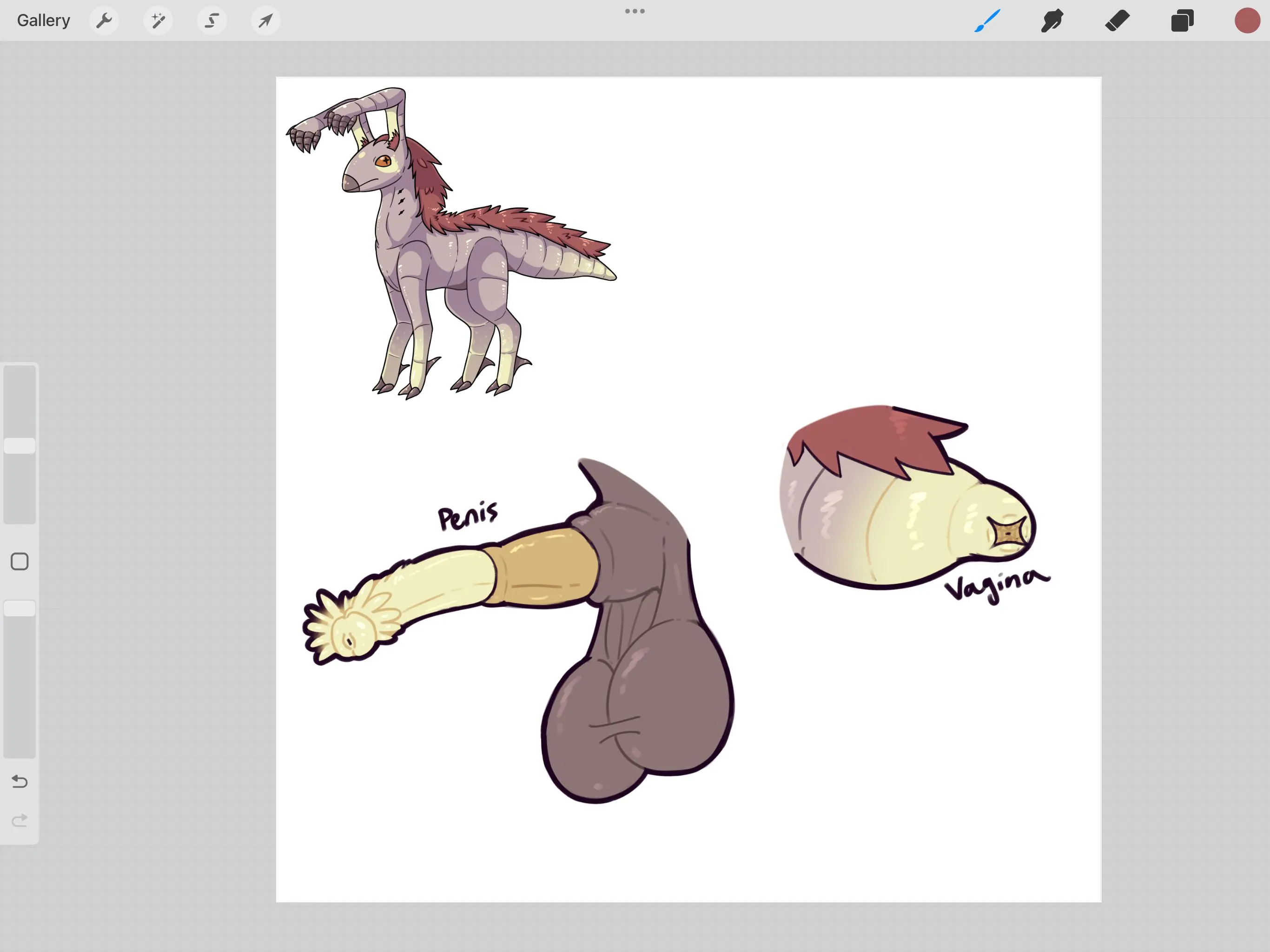 Genitalia of the Nu’khir