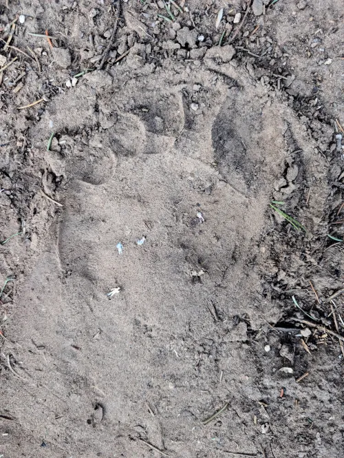 Me when I see perfectly un-stomped tinies outside