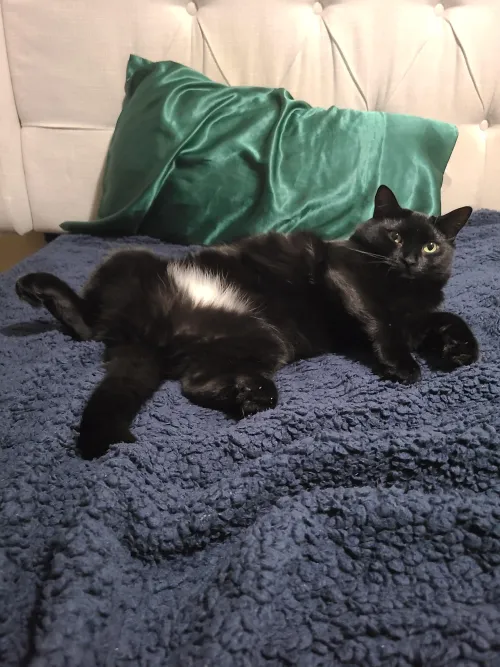 Paint me like one of your Siamese girls [F]