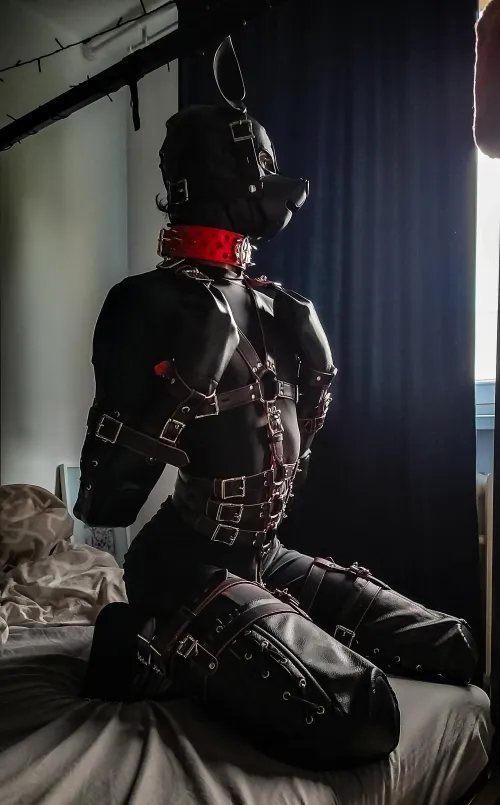 Should puppies be allowed on the bed ? 🐶