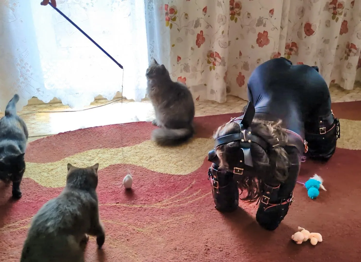 We recently visited a private cat cafe.🤭 I played with the kitties, chased them around, and barked a bit. 🐶