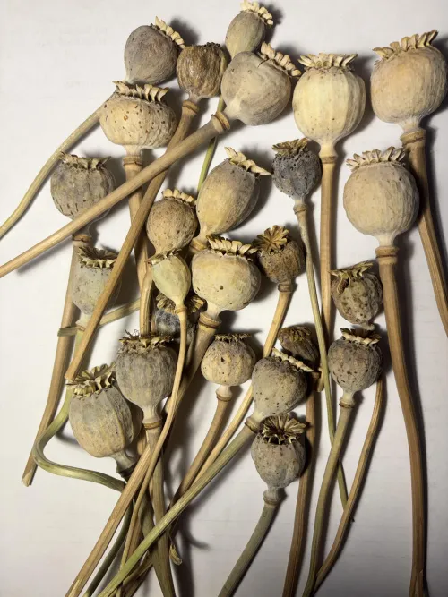 Bought these from an online vendor