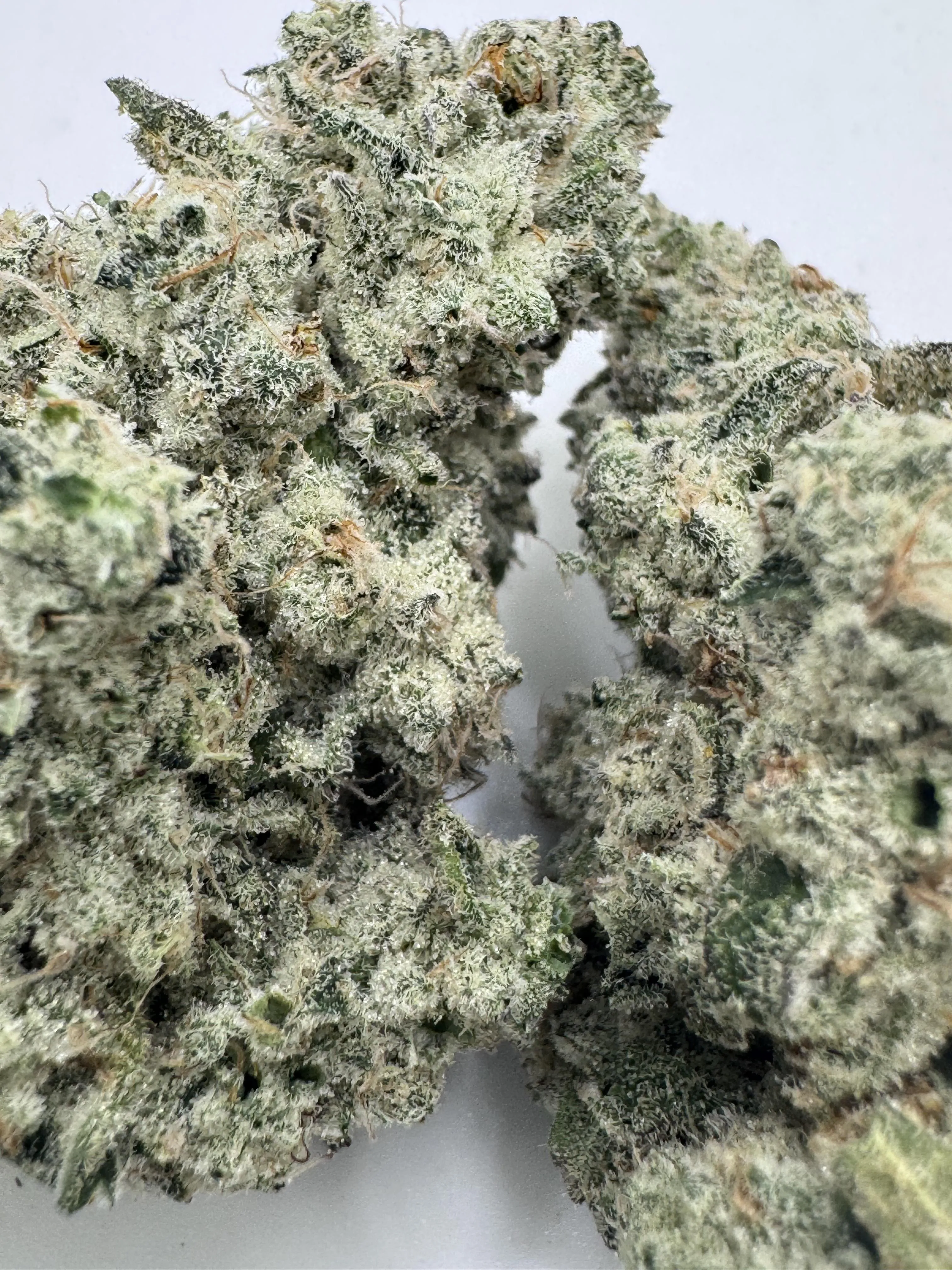 New Genetic Strain- Frosty Moose Farm- FROZEN FIRE 🧊 🔥