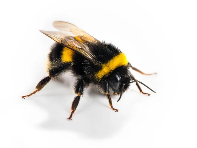 The sub is dormant and hibernating once again. Here's a bee while you wait.