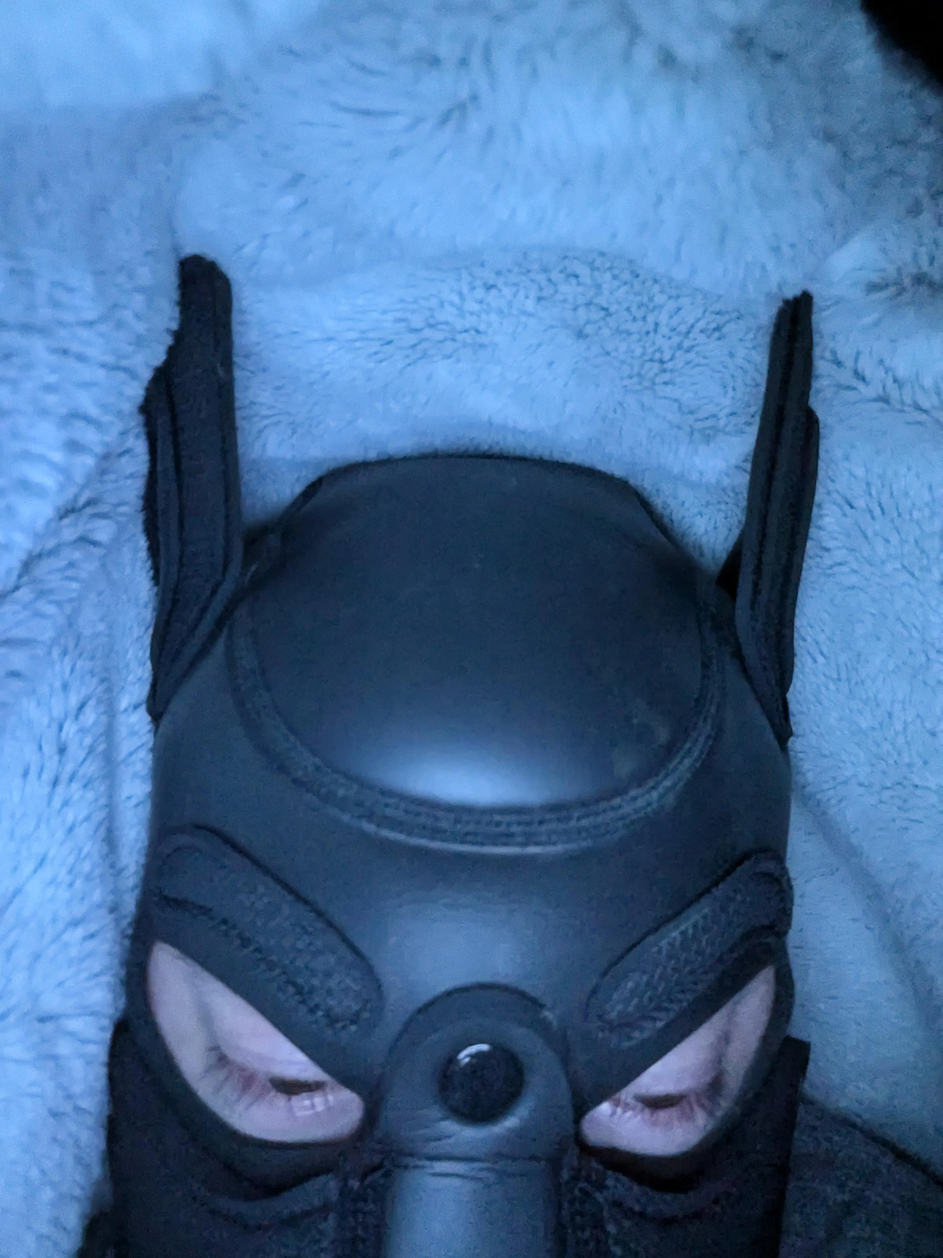 Lonely pup this evening, cuddles welcome