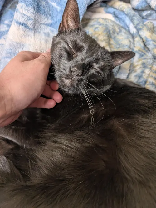 She loves her chin scritches 🥰