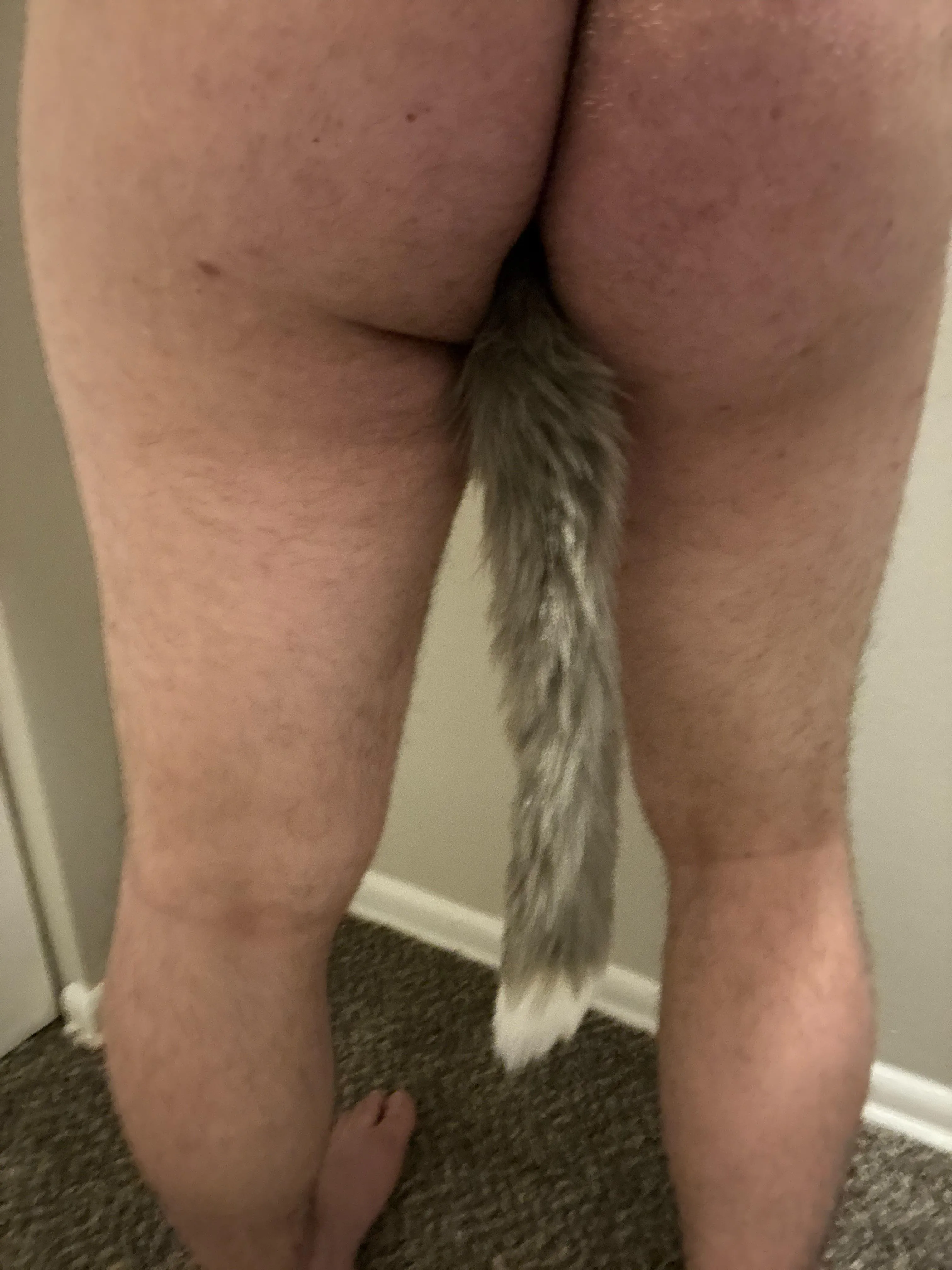 First post and first tail. It likes to wag on its own ;)