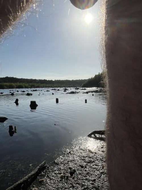 Lake view in a forest