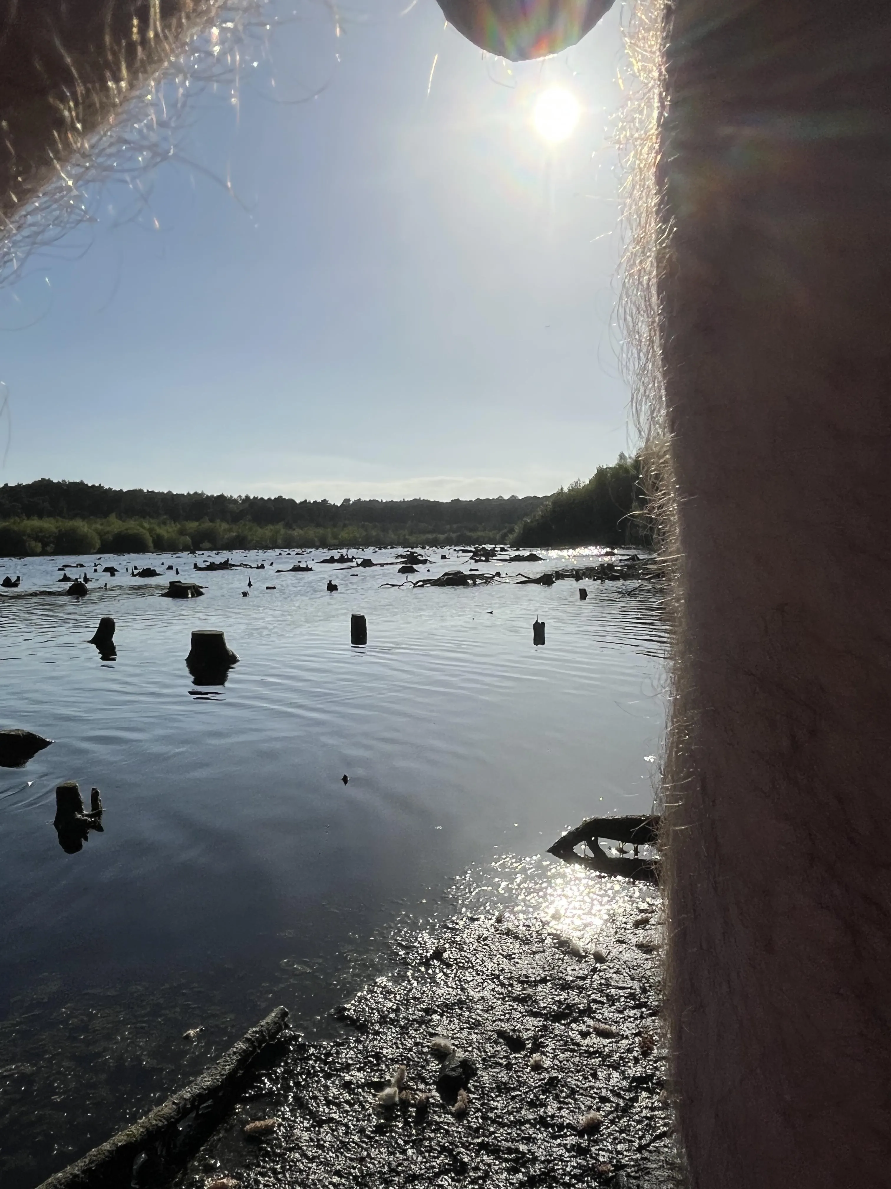 Lake view in a forest