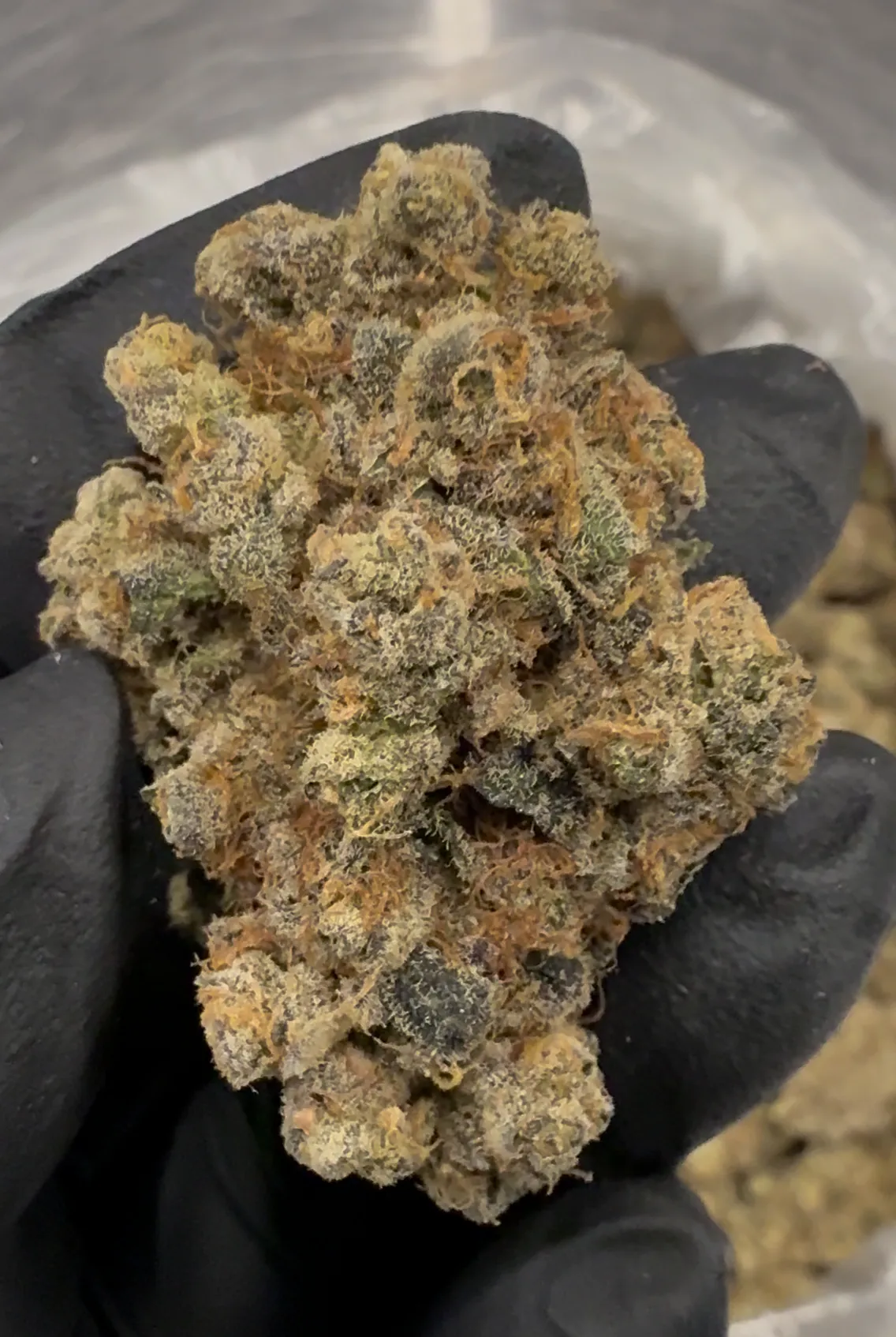 Amsterdam Cheese Toke Sugar