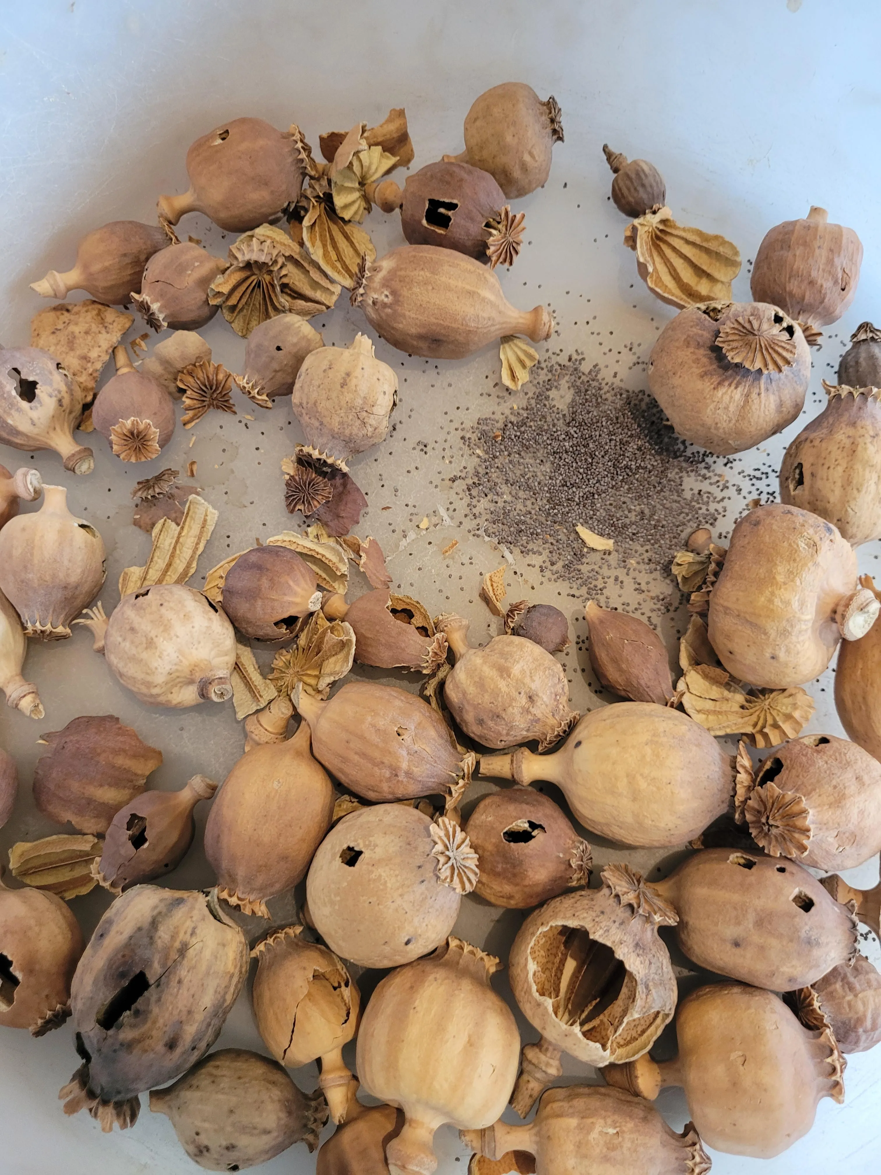 80g of Pods for a very Strong Tea