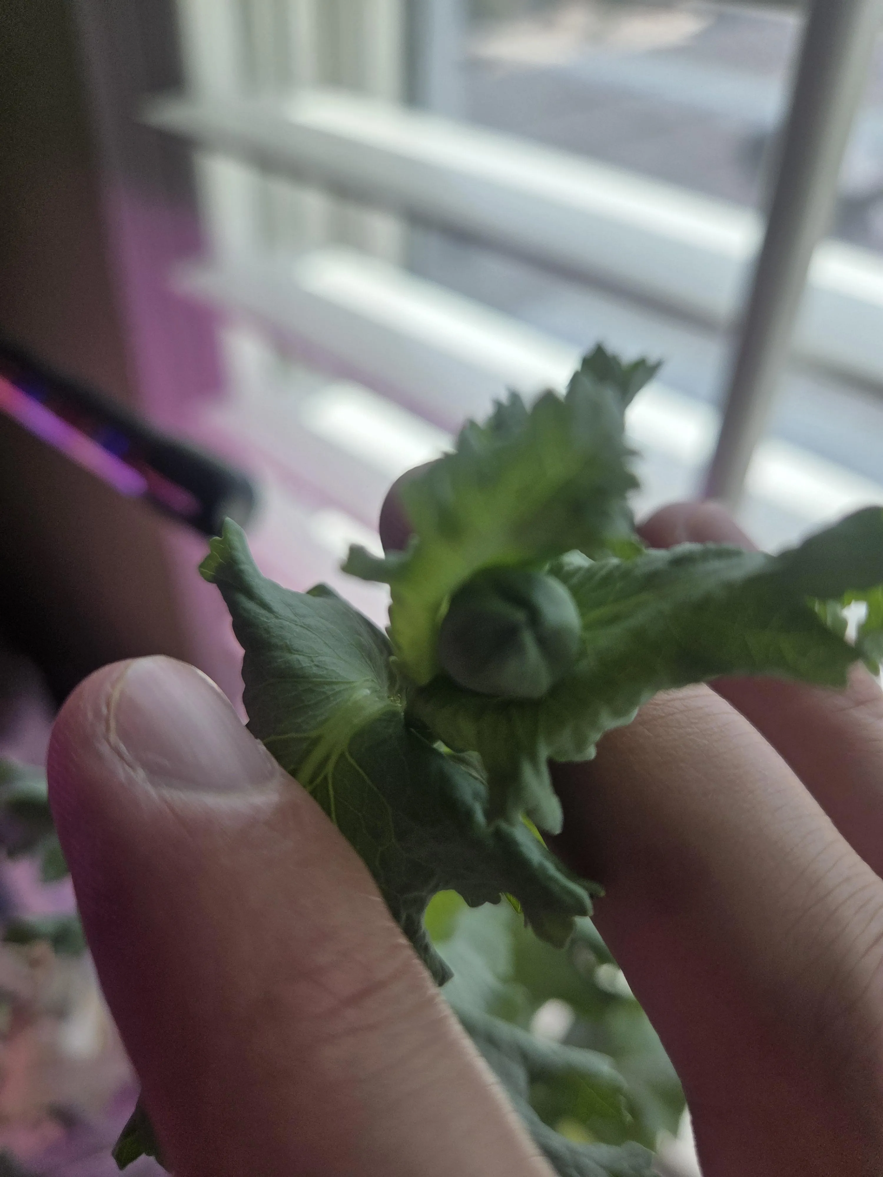 first bud, first grow. how exactly do i get get heads for tea