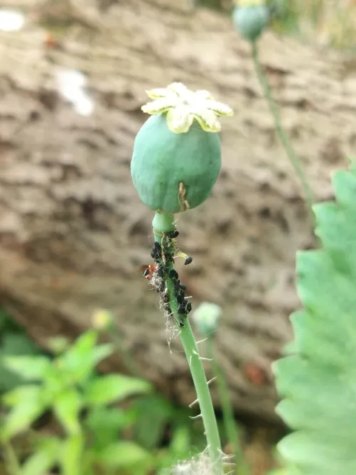 just tore all these aphids off