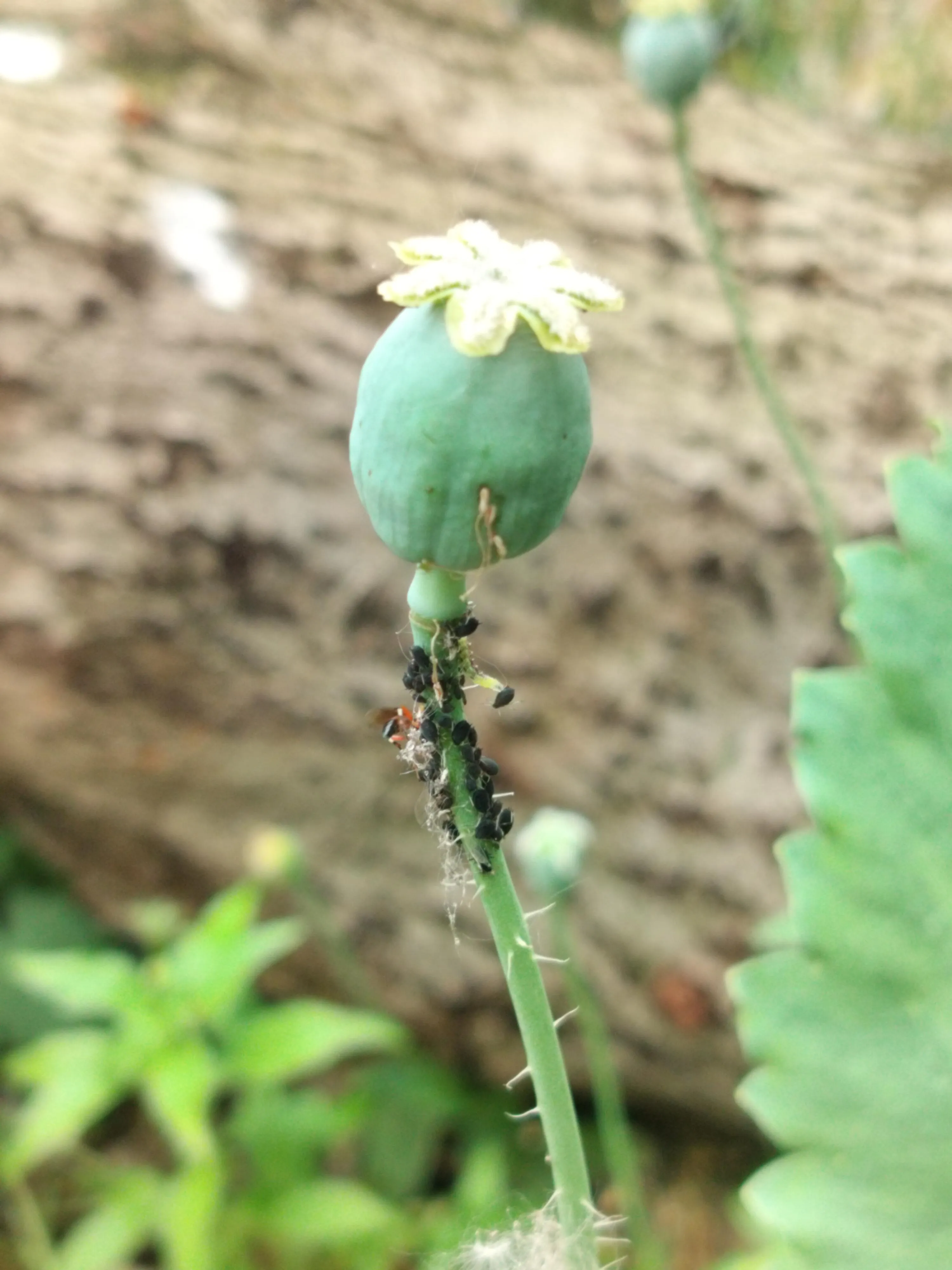 just tore all these aphids off