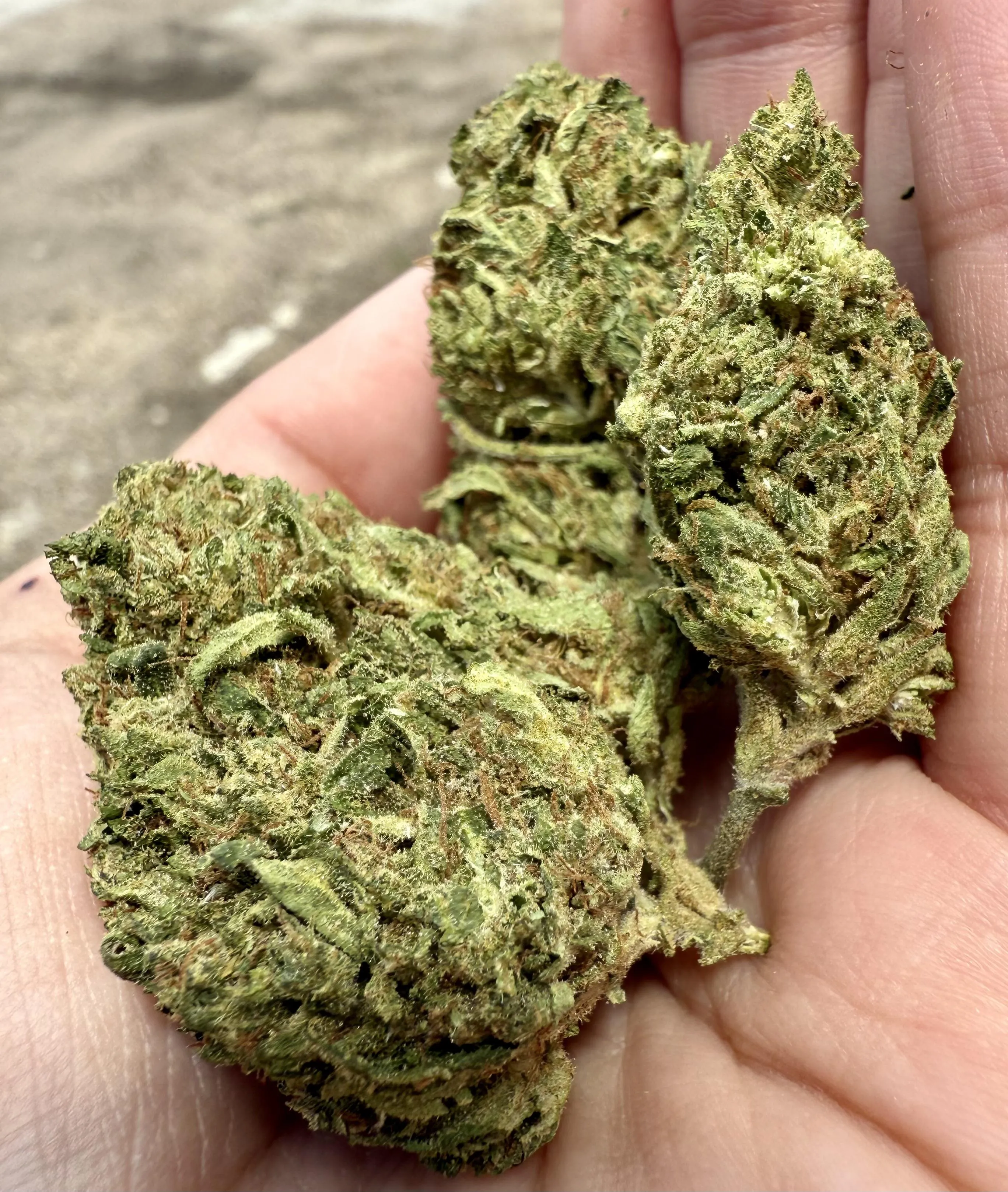 Pink Ztarburst 🍓🍬 Oak Cliff