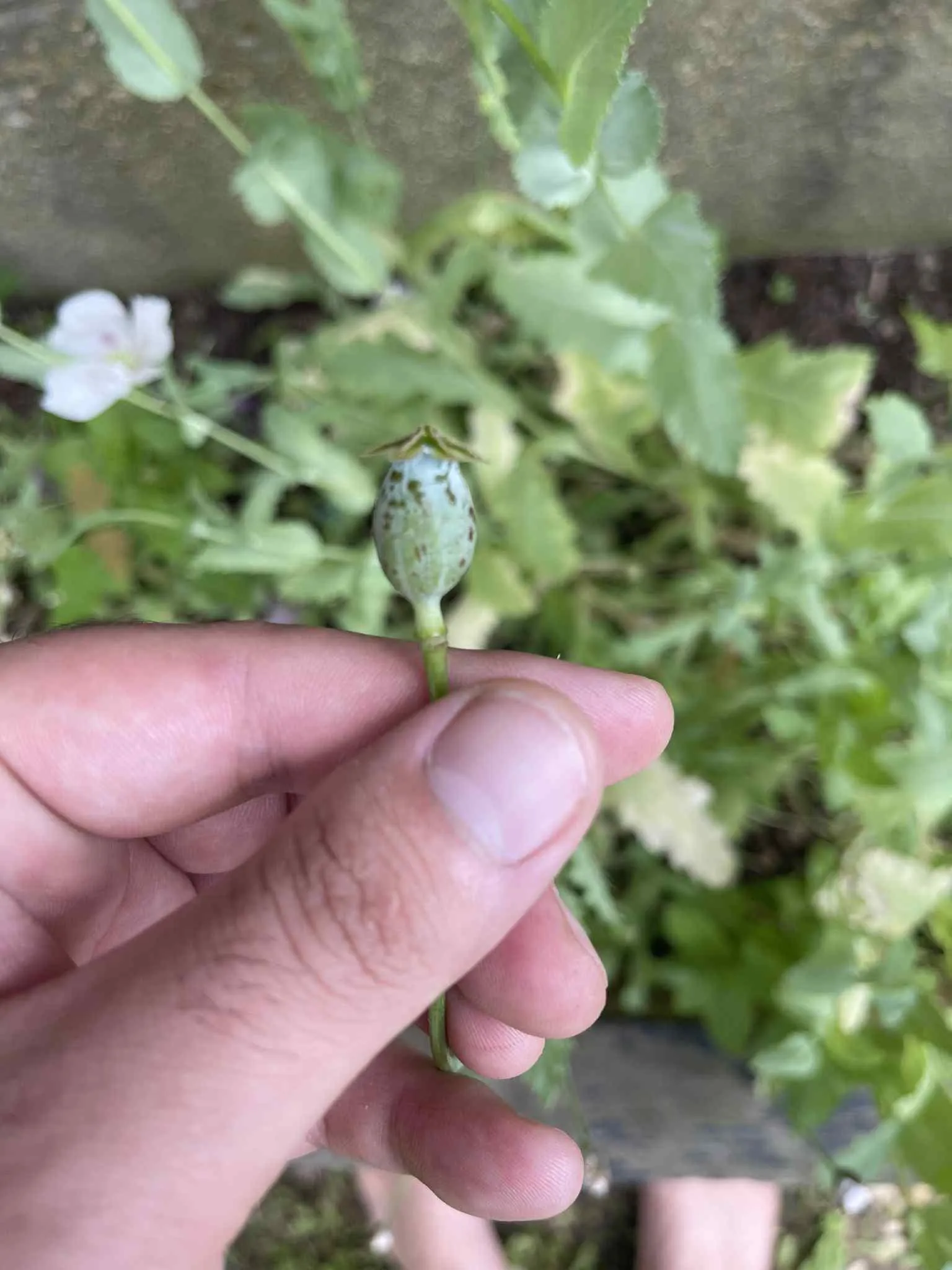 Right kind of droids?