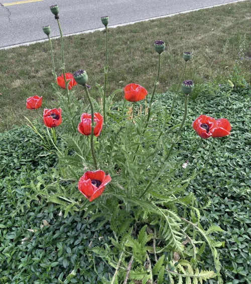 These are orientale right?