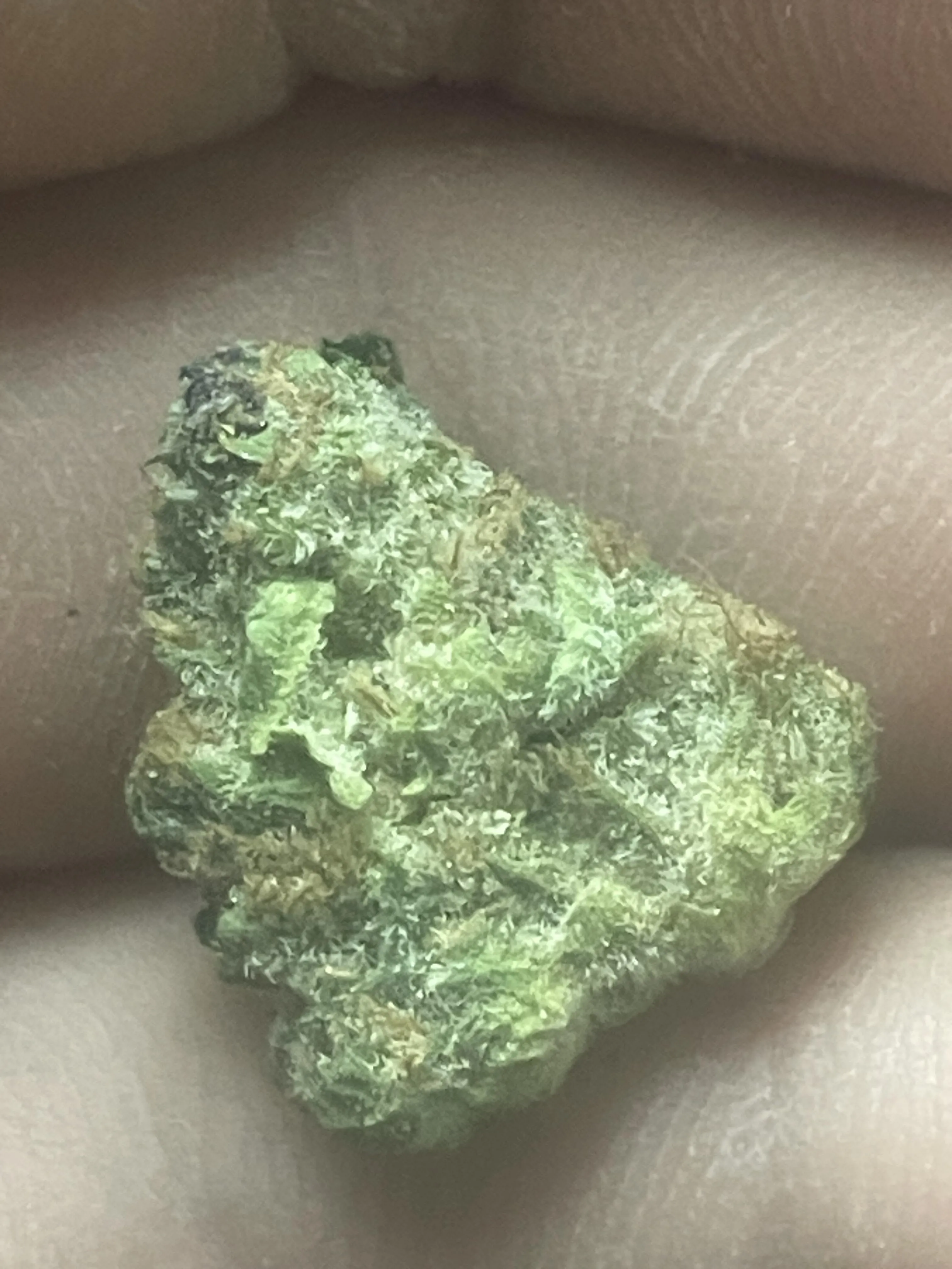 24M4F Wolcott Strictly 420