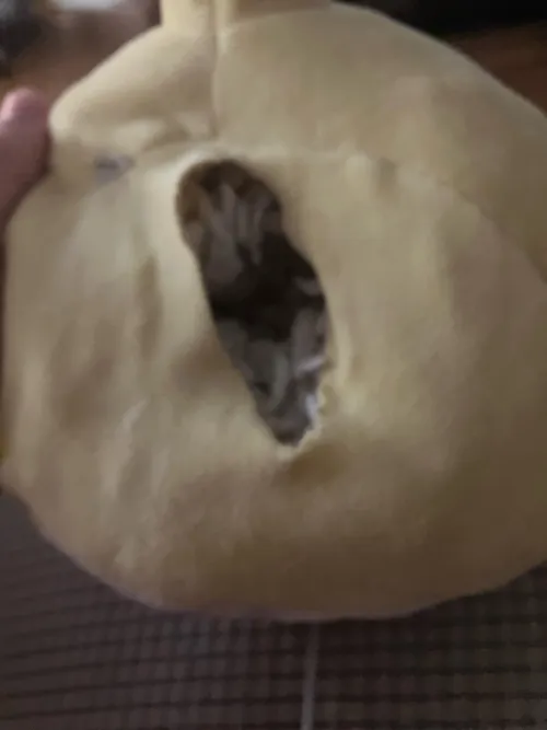 My snakes little pussy! 🐍🍑