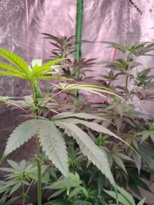 Who's joining me in Oklahoma?