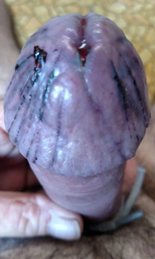 Cut up Cock head