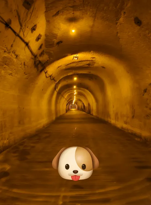 Ready for your walk?