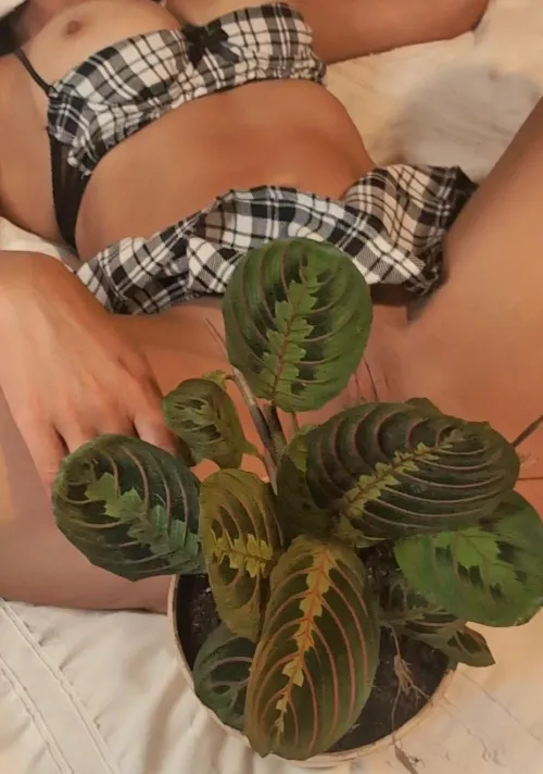 If you wait a min the leaves will move outta the way 😈😈😈 love my prayer plants 🥰🥰🥰