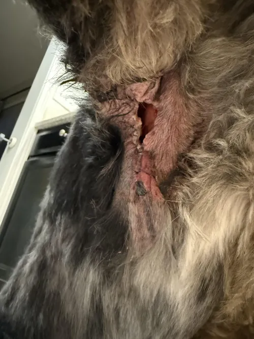 Neighbor’s dog had surgery right before the holiday and the fireworks/activity caused him anxiety to the point his incision opened.