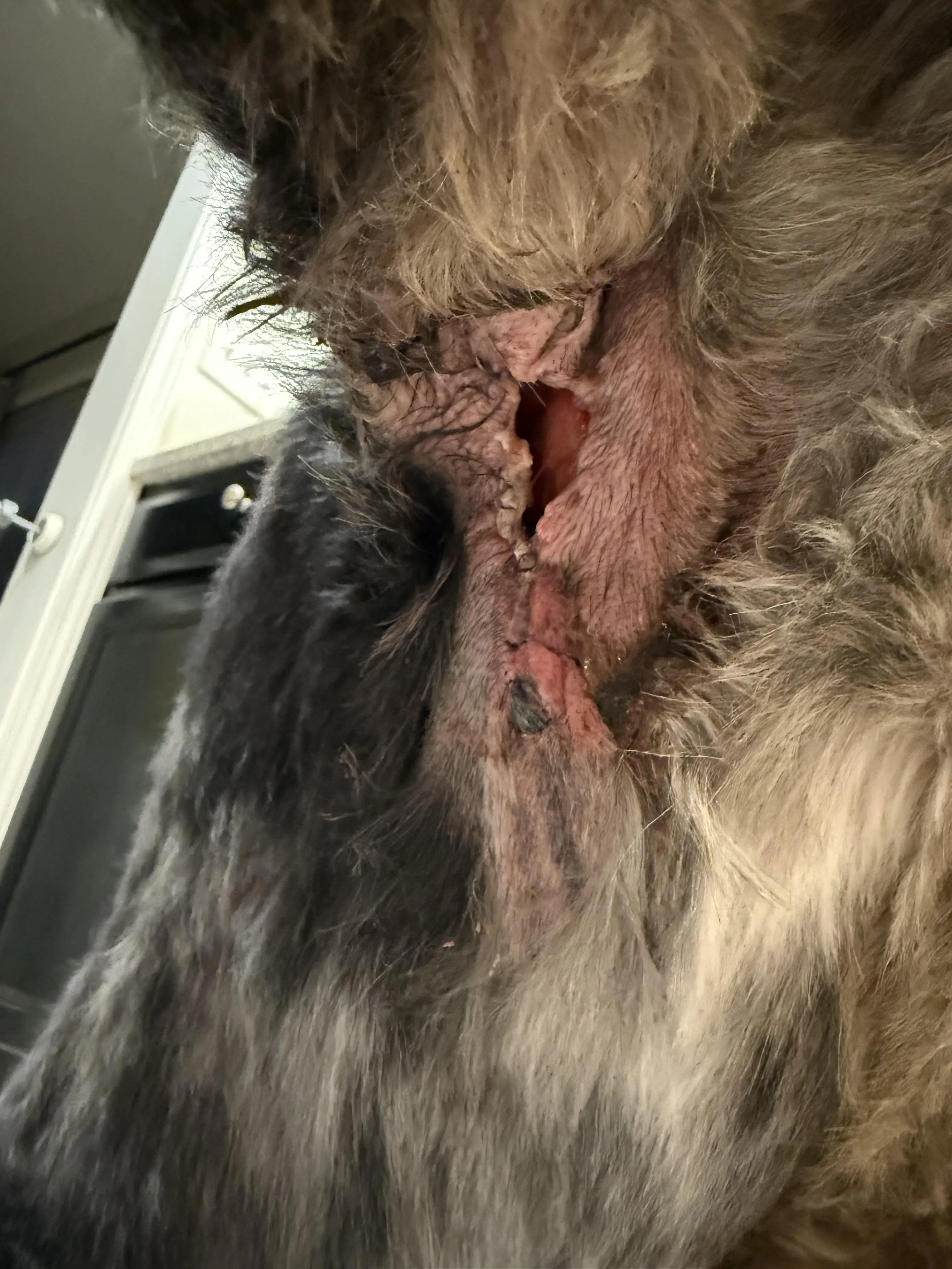 Neighbor’s dog had surgery right before the holiday and the fireworks/activity caused him anxiety to the point his incision opened.