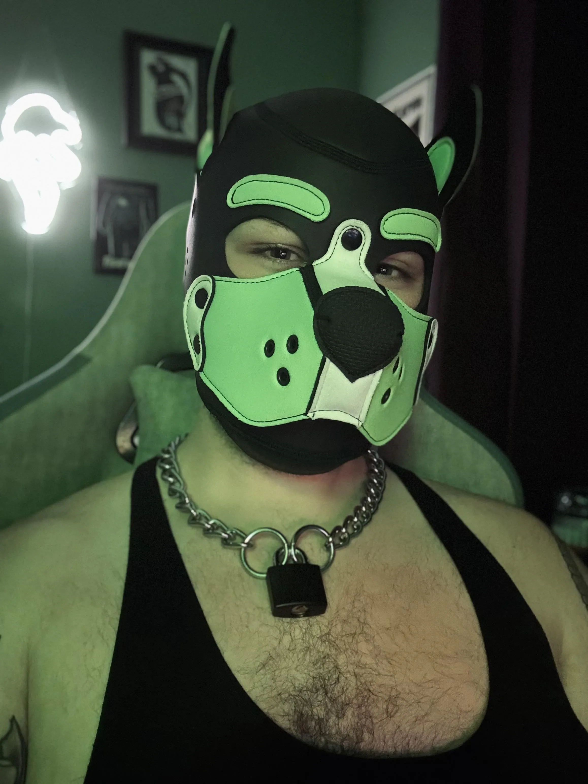 New collar, who dis? 🐶