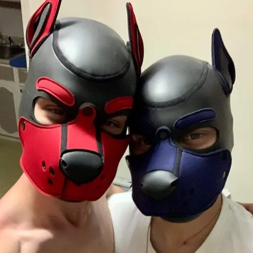 New pups on the block