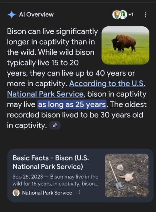 Speaking of birthdays, bisons are said to be able to live up to 25-40 years in captivity. Stinky Finqy is currently 42 years old! Is he immortal?
