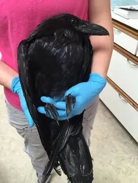 If cotton was a bird~